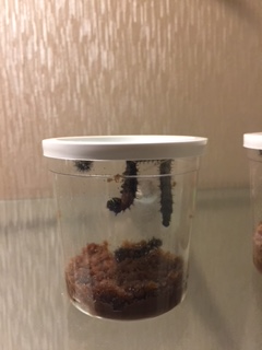 Cup of caterpillars 